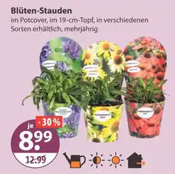 V Markt Blüten-stauden Angebot