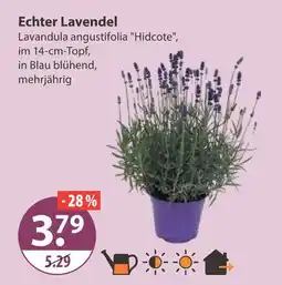 V Markt Echter lavendel Angebot