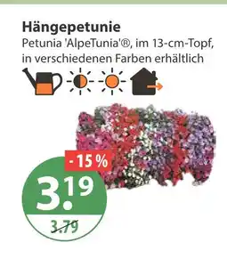 V Markt Hängepetunie Angebot