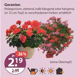 V Markt Geranien Angebot