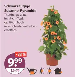 V Markt Schwarzäugige susanne-pyramide Angebot