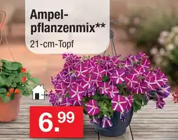 Zimmermann Ampelpflanzenmix Angebot