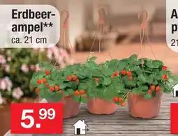 Zimmermann Erdbeerampel Angebot