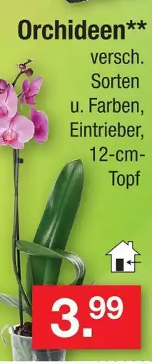 Zimmermann Orchideen Angebot