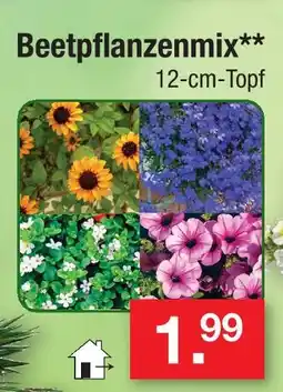 Zimmermann Beetpflanzenmix Angebot