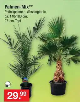 Zimmermann Palmen-mix Angebot