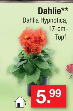 Zimmermann Dahlie Angebot