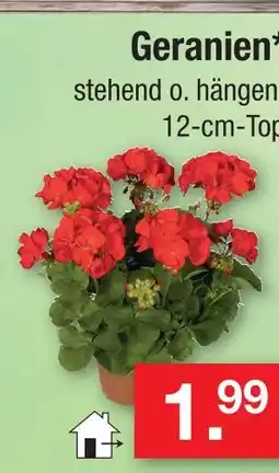 Zimmermann Geranien Angebot