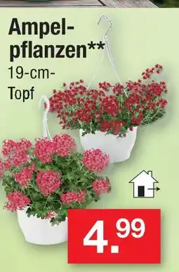 Zimmermann Ampelpflanzen Angebot