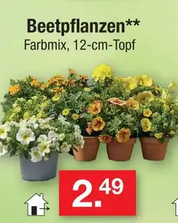 Zimmermann Beetpflanzen Angebot