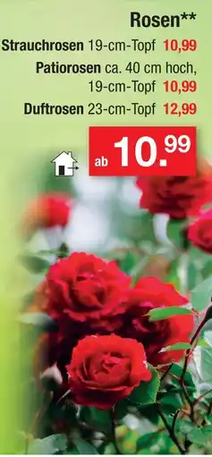 Zimmermann Strauchrosen Angebot