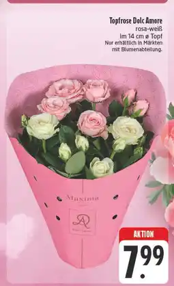 Edeka Maxima topfrose dolc amore Angebot