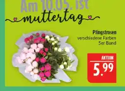Marktkauf Pfingstrosen Angebot
