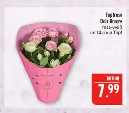 Marktkauf Topfrose dolc amore Angebot