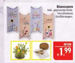 Marktkauf Blumensamen Angebot