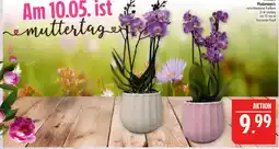 Marktkauf Orchidee phalaenopsis Angebot