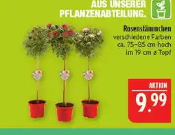 Marktkauf Rosenstämmchen Angebot