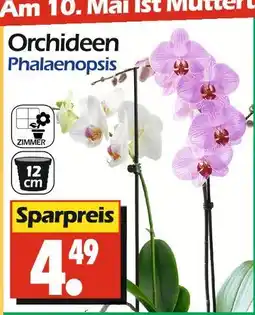 Wreesmann Orchideen Angebot