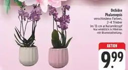 E-Center Orchidee phalaenopsis Angebot