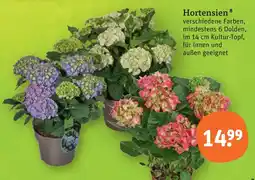 tegut Hortensien Angebot