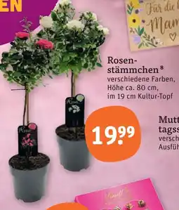 tegut Rosenstämmchen Angebot