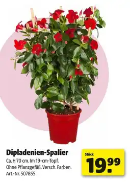 Hagebau Dipladenien-spalier Angebot