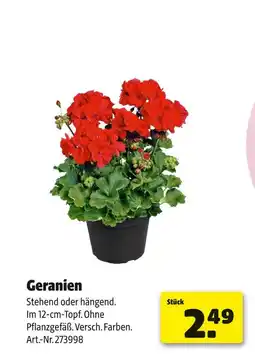 Hagebau Geranien Angebot