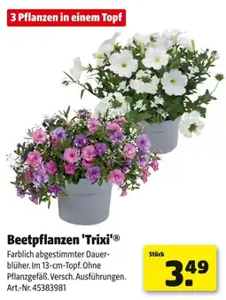 Hagebau Beetpflanzen 'trixi' Angebot
