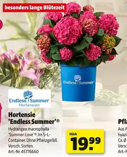 Hagebau Hortensie 'endless summer' Angebot