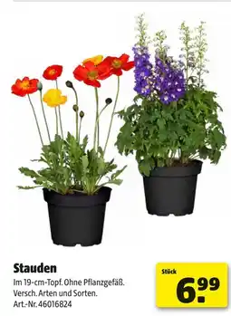 Hagebau Stauden Angebot