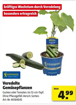 Hagebau Kiepenkerl veredelte gemüsepflanzen Angebot