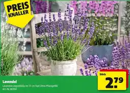Hagebau Lavendel Angebot
