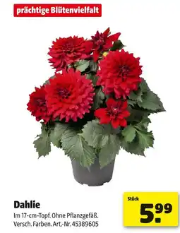 Hagebau Dahlie Angebot