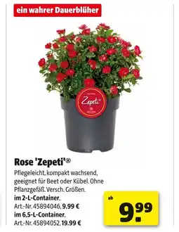 Hagebau Rose 'zepeti' Angebot