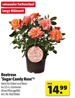 Hagebau Beetrose 'sugar candy rose' Angebot
