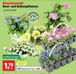 Thomas Philipps Beet- und balkonpflanzen im 10,5 cm topf Angebot