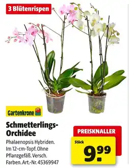 Hagebau Schmetterlings-orchidee Angebot