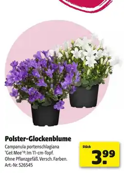 Hagebau Polster-glockenblume Angebot