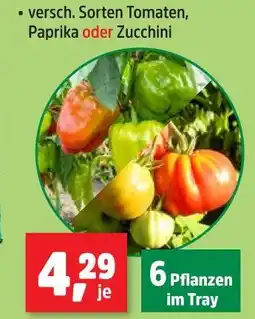 Thomas Philipps Tomaten, paprika oder zucchini Angebot