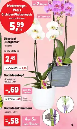 Thomas Philipps Orchidee phalaenopsis Angebot