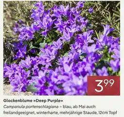 Pflanzen Kölle Glockenblume deep purple Angebot