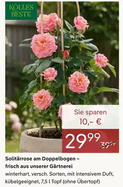Pflanzen Kölle Kölles beste solitärrose am doppelbogen Angebot
