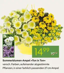 Pflanzen Kölle Sommerblumen-ampel ton in ton Angebot