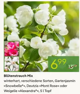 Pflanzen Kölle Blütenstrauch mix Angebot