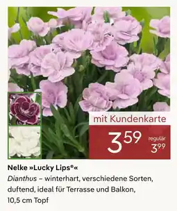Pflanzen Kölle Nelke lucky lips Angebot