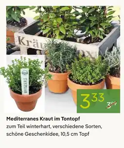 Pflanzen Kölle Mediterranes kraut im tontopf Angebot
