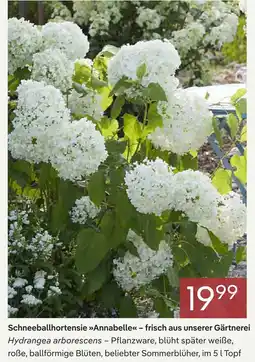 Pflanzen Kölle Schneeballhortensie annabelle Angebot