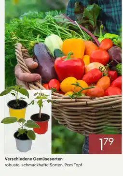 Pflanzen Kölle Verschiedene gemüsesorten Angebot