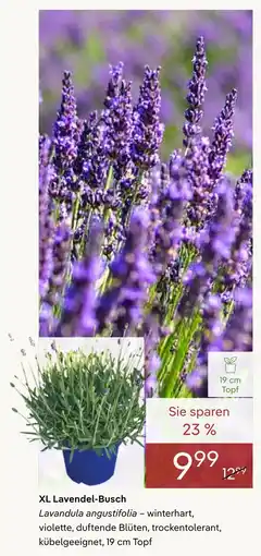 Pflanzen Kölle Xl lavendel-busch Angebot