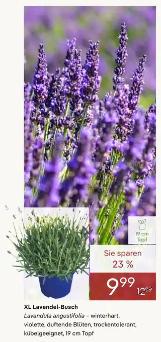 Xl lavendel-busch